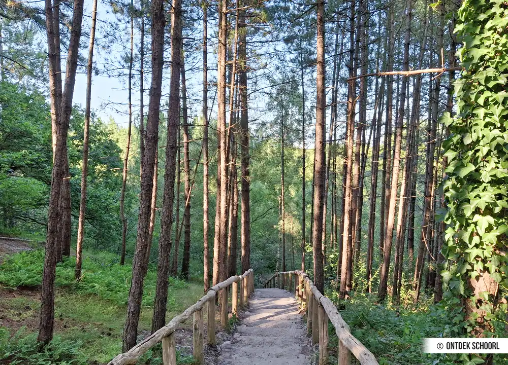 Dünentreppe Knotse Knoesten Bos