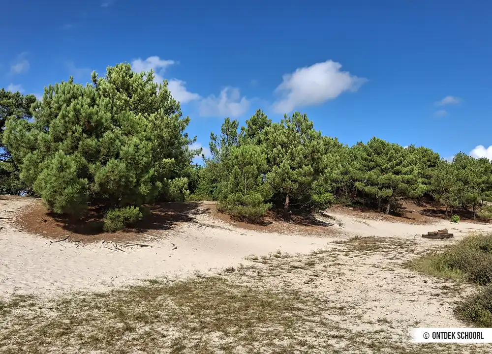 Bäume Groeter Zandgat