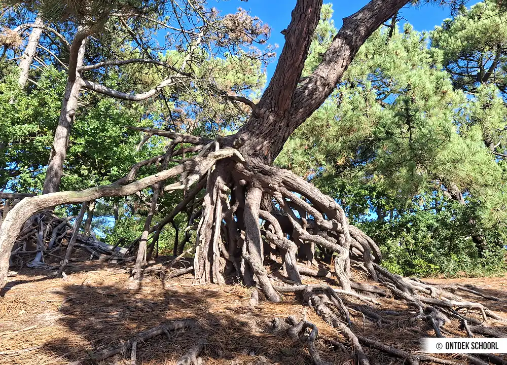 Baum Groeter Zandgat