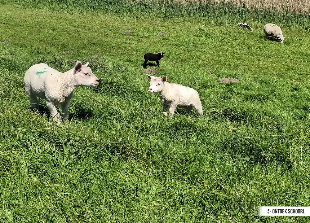 Schafe auf der Oude Schoorlse Zeedijk