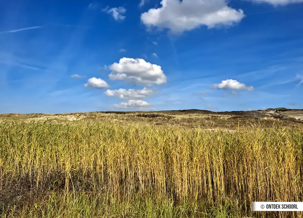 Die Flora in der Parnassia Vallei.