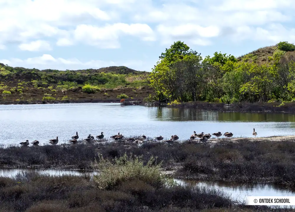 Vogels bij het  Vogelmeer