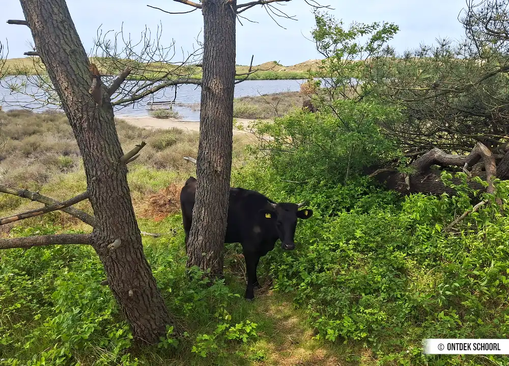 Wagyu-Rind am Vogelmeer
