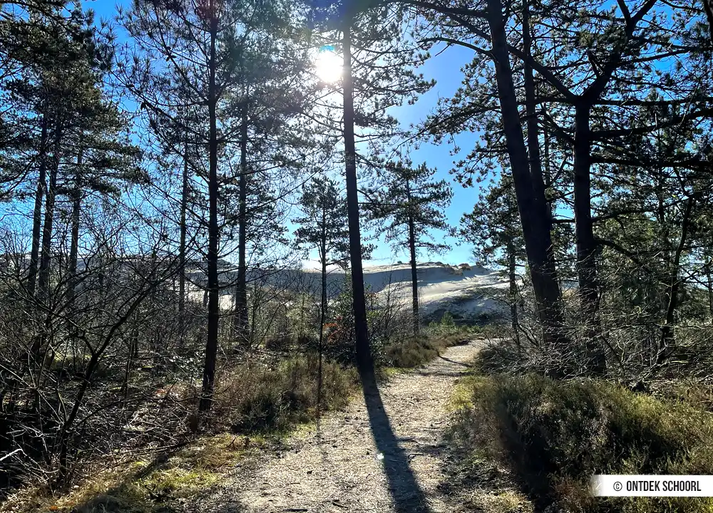 Bos Schoorlse Duinen