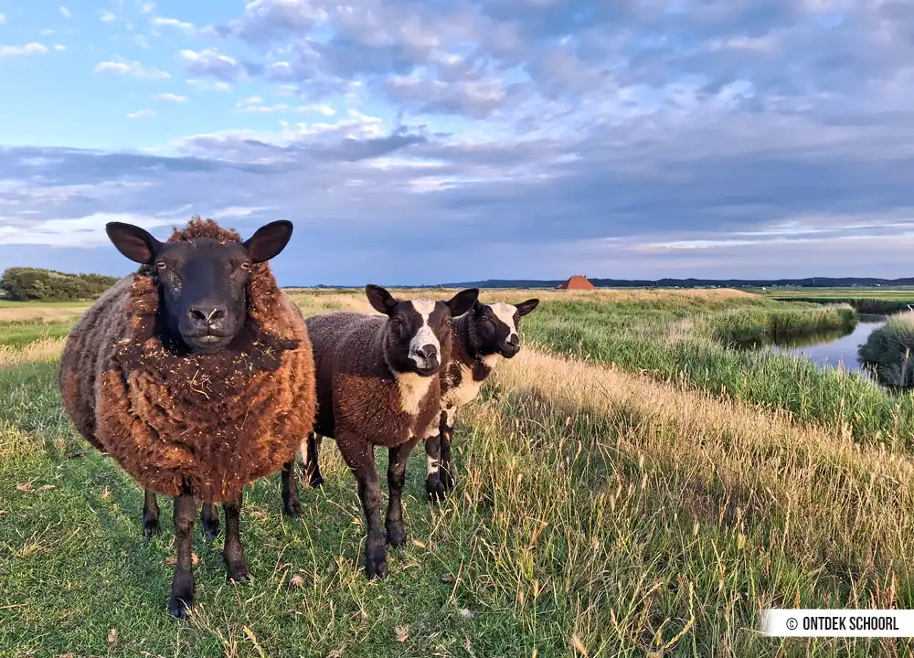 Schapen Schoorl