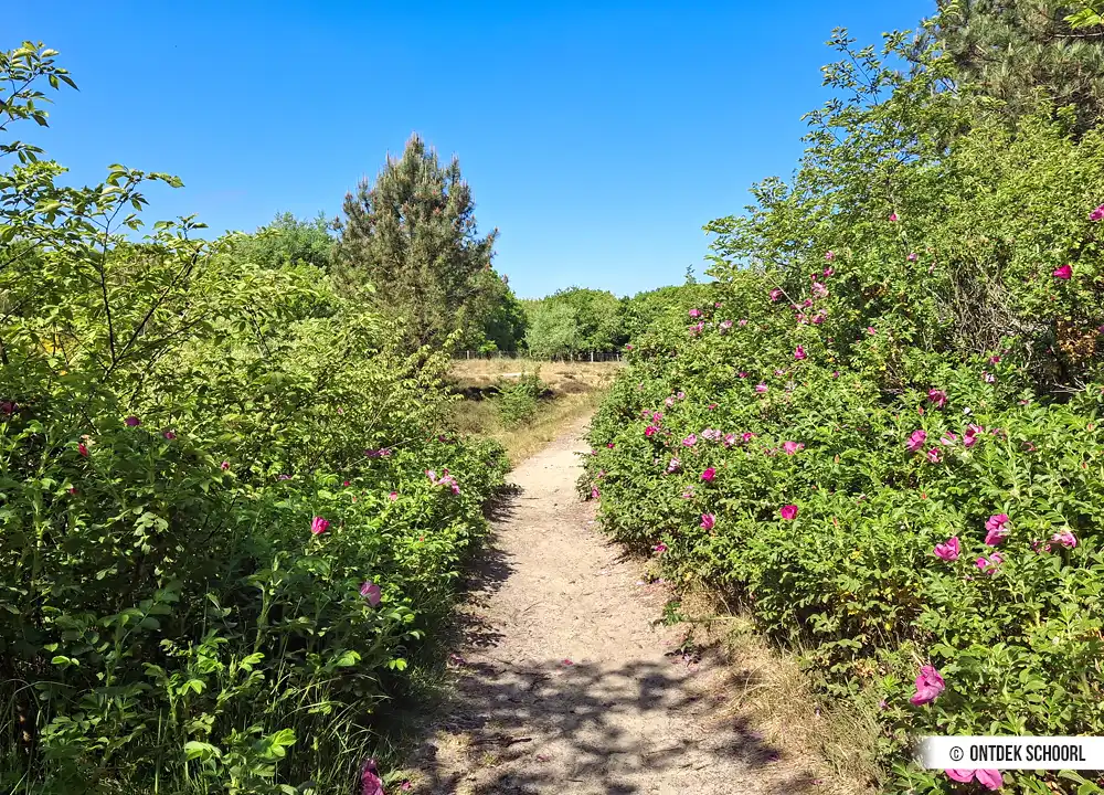 Grüner Tunnel Dijkenroute