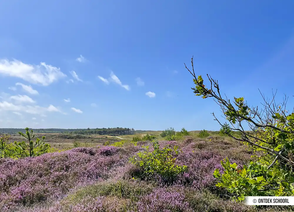 Paarse heidenvelden Schoorlse Duinen. Foto door Frank Schijf.