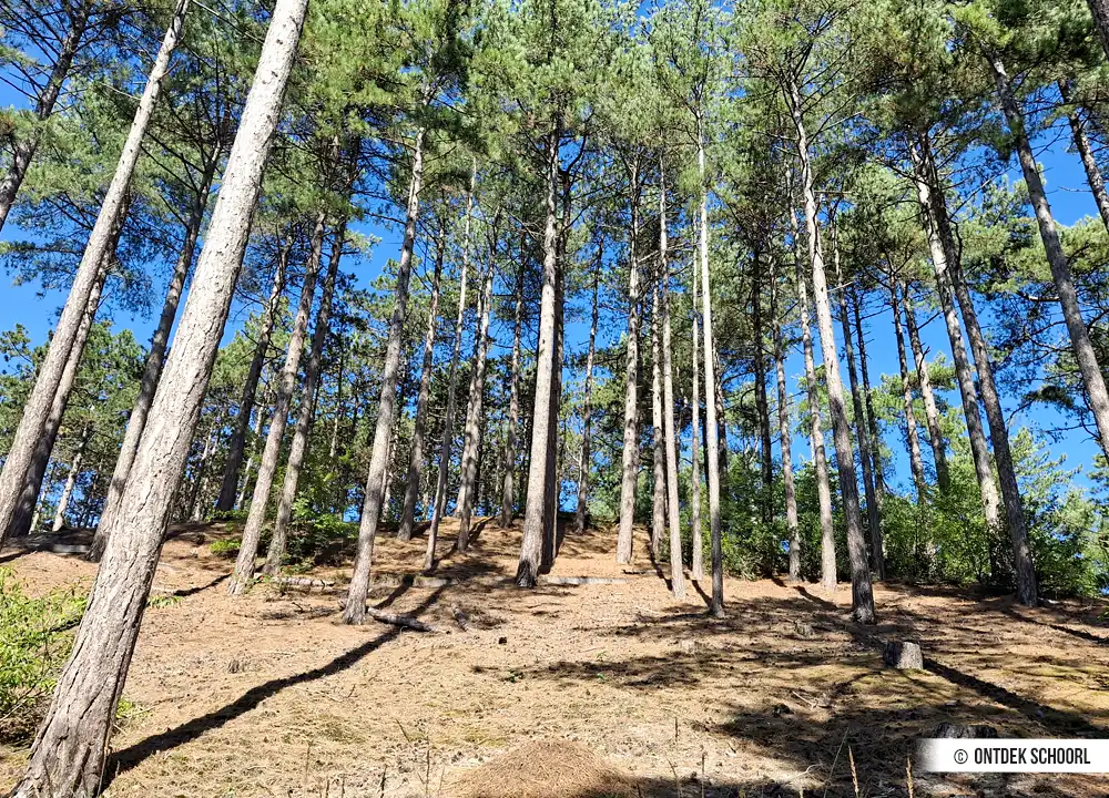 Dennenbos Schoorlse Duinen