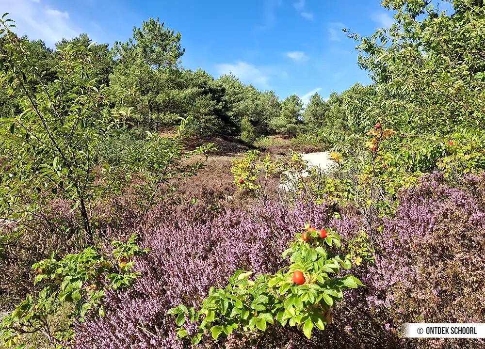 Paarse heide in de Schoorlse Duinen