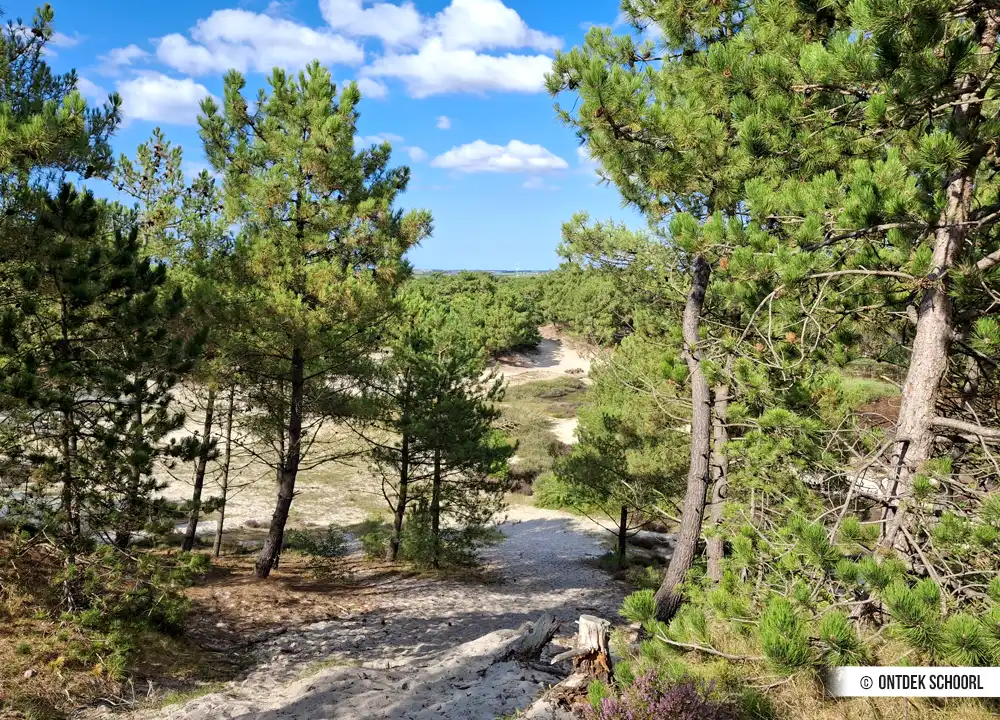 Duintop Schoorlse Duinen