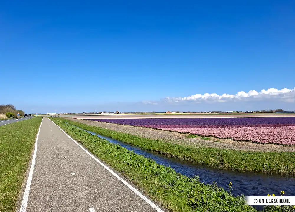 Bollenvelden Sint Maartenszee