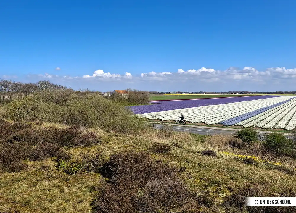 Kleurrijke bollenvelden Sint Maartenszee