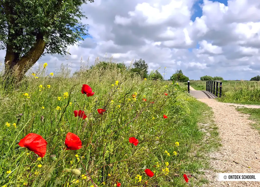 Grootdammerpolderroute mit farbenfrohen Blumen.