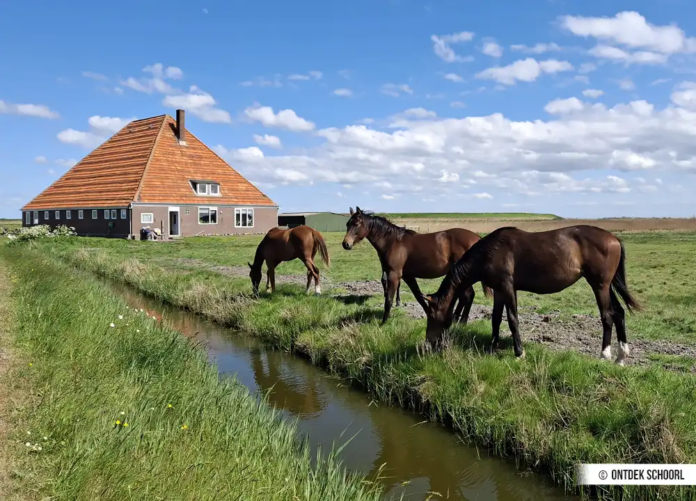 Paarden bij een stolpboerderij.