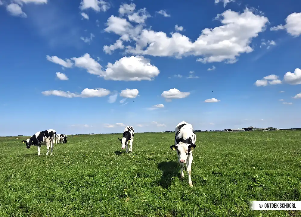 Kalfjes Schoorl