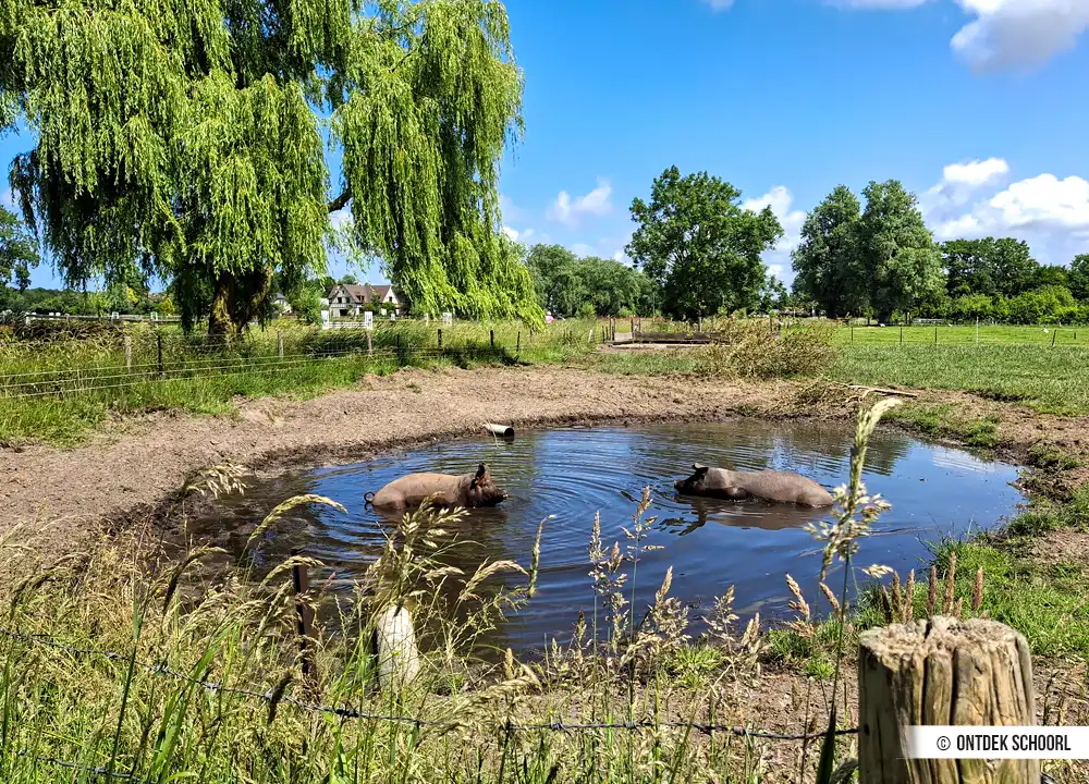 Varkens in modderpoel Schoorl