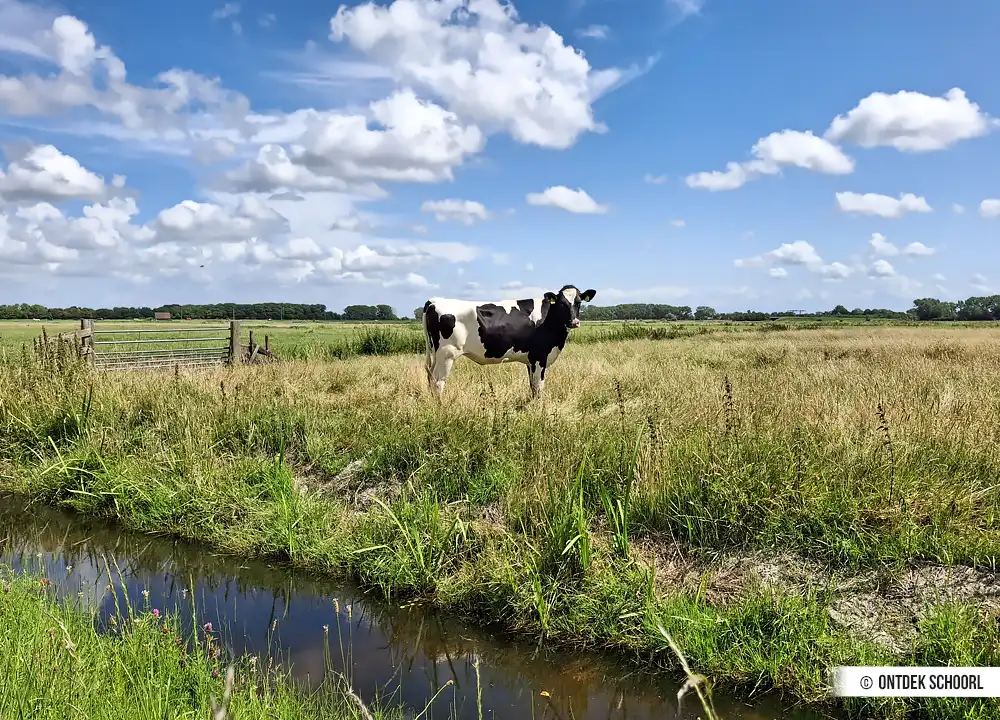 Koe in weiland in weiland bij Schoorl. Foto door Richard Schijf.