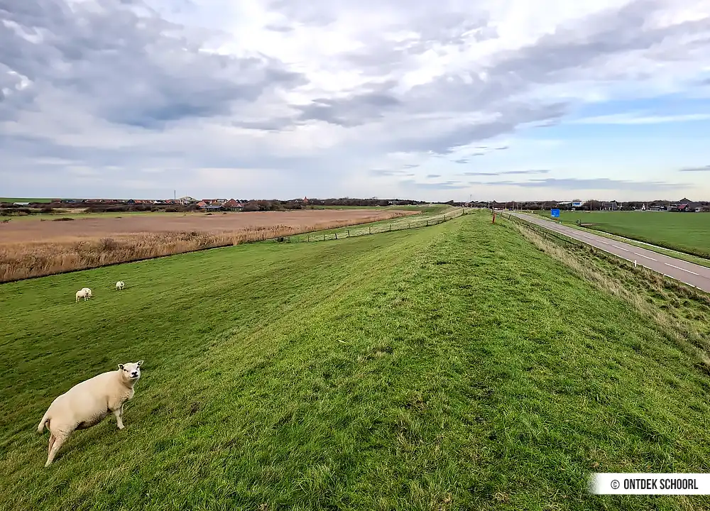 Schafe Petten aan Zee