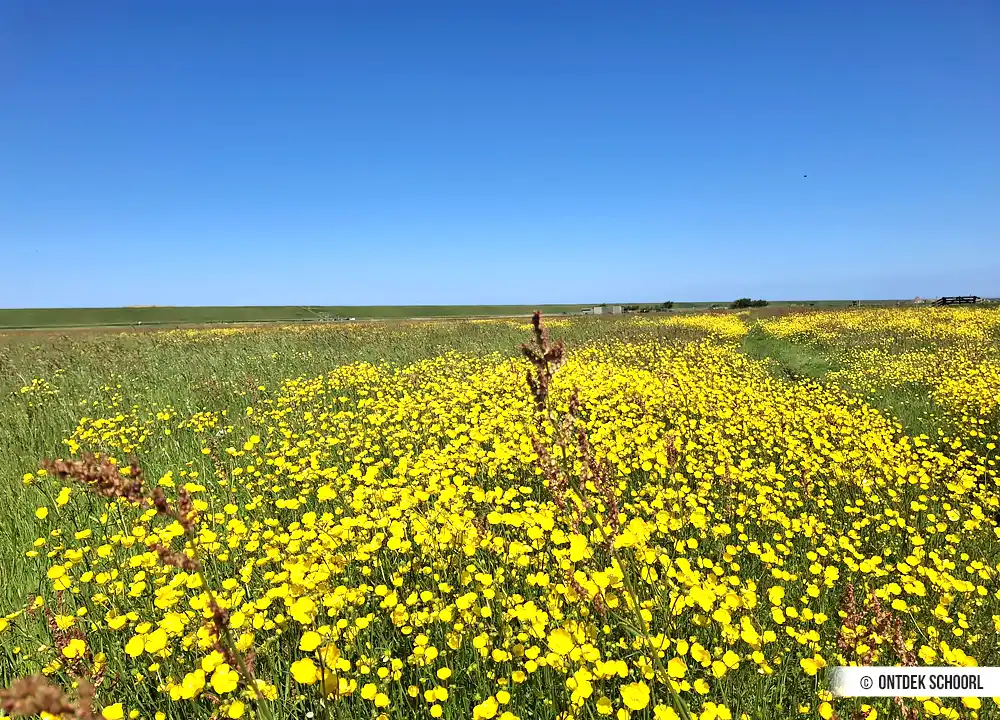 Butterblumen Camperduin
