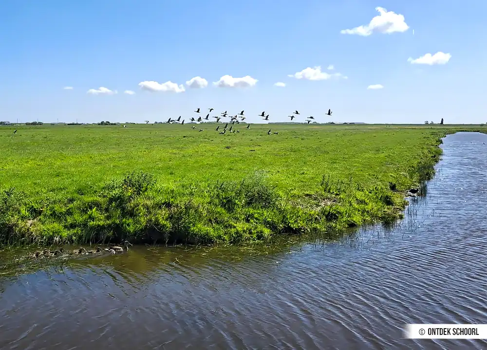 Enten und Gänse im Harger und Pettemerpolder