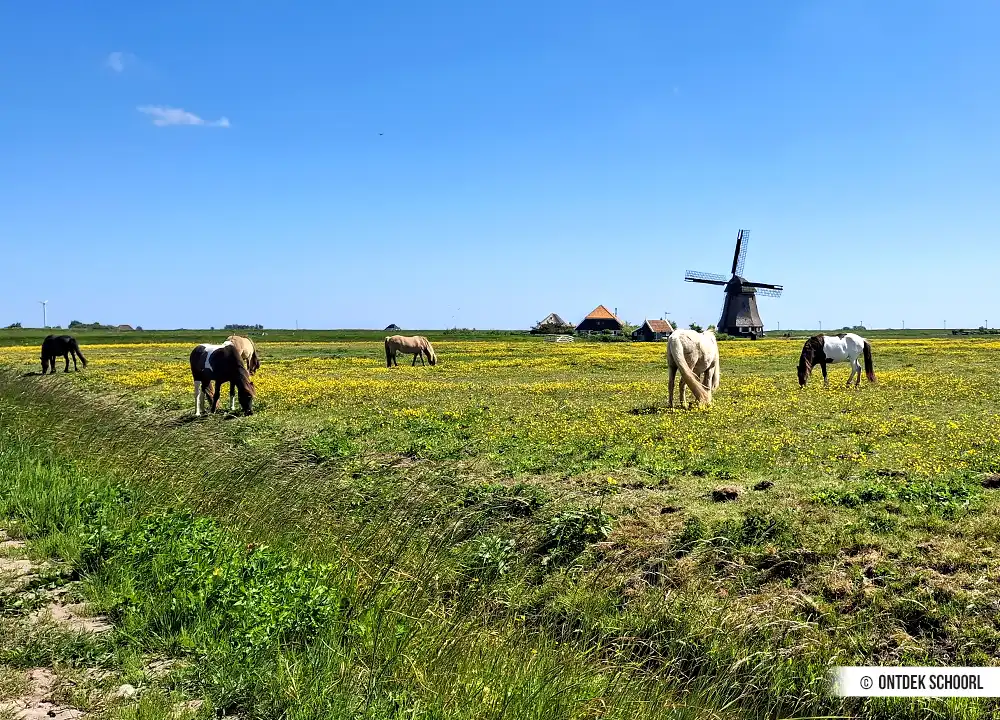 Pferde im Harger und Pettemerpolder