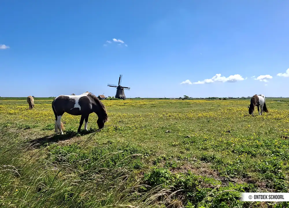 Polderlandschaft Schoorl