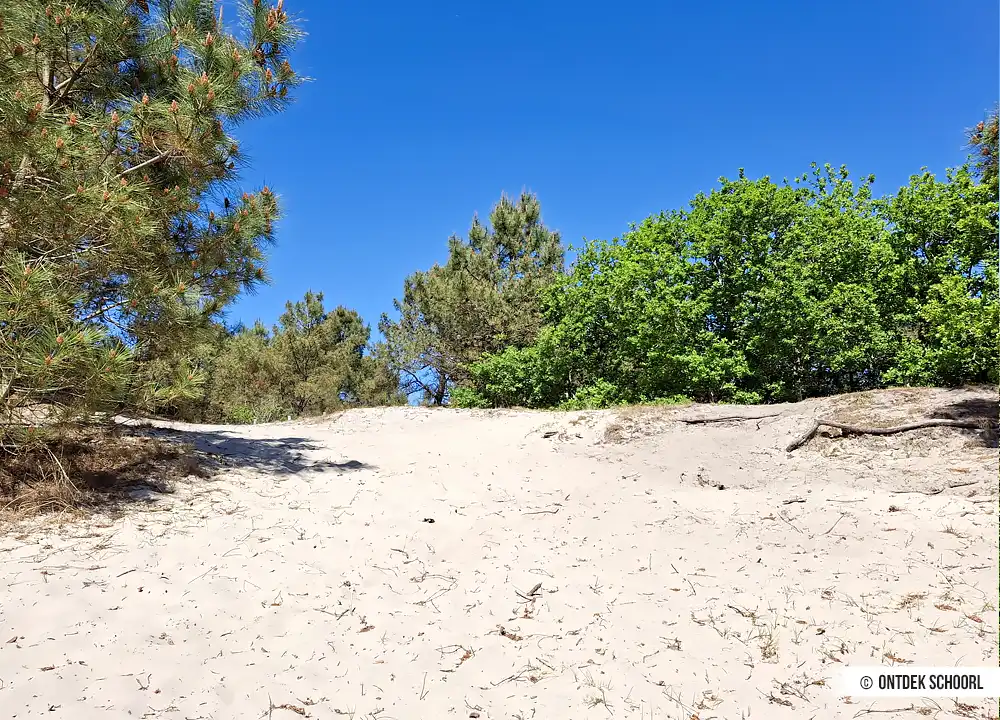 Schoorlse Duinen